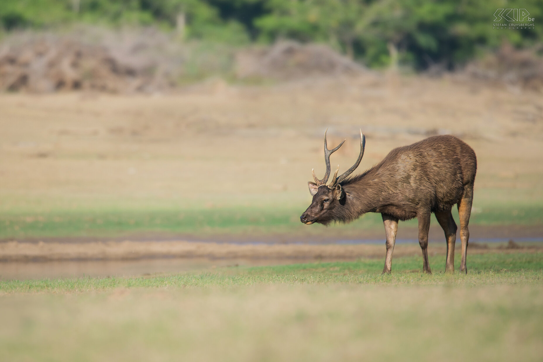 Kabini - Sambar Het sambar hert (Sambar deer, Rusa unicolor) is het grootste hert van het Indische subcontinent. Sambars zijn de favoriete maaltijd van een tijger.  Stefan Cruysberghs